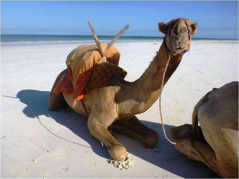 Lantana Galu Beach Diani Beach Nature photo
